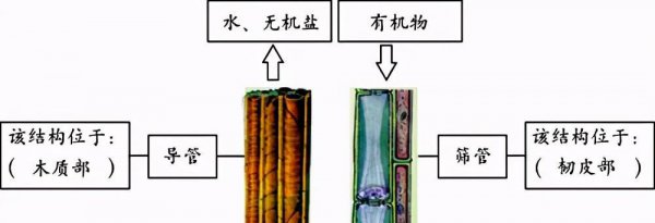 桃胶是桃树上流出来的胶吗