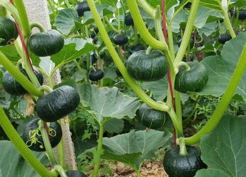 南瓜需要施什么肥料