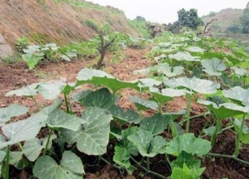 南瓜需要施什么肥料