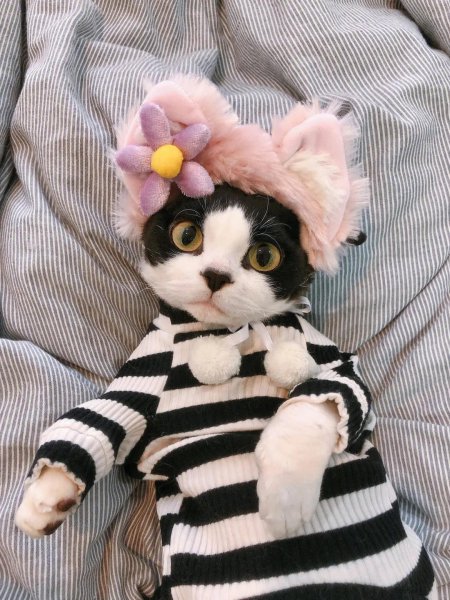 养猫的注意事项