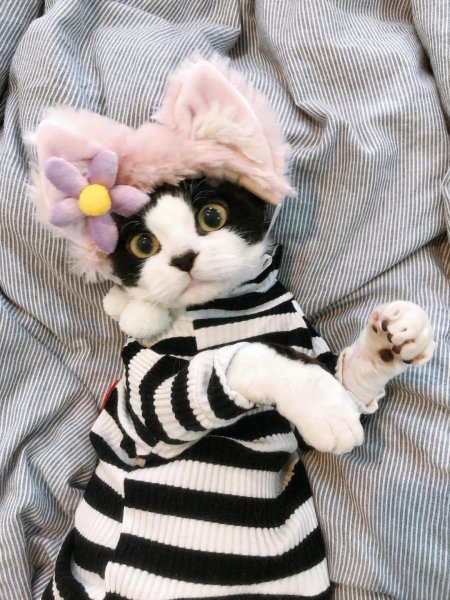 养猫的注意事项