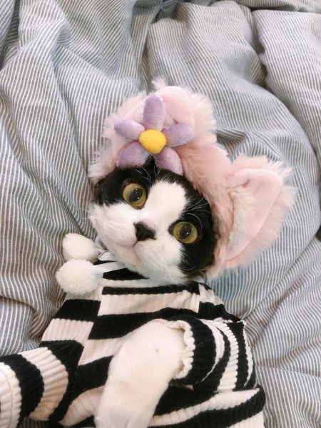 养猫的注意事项