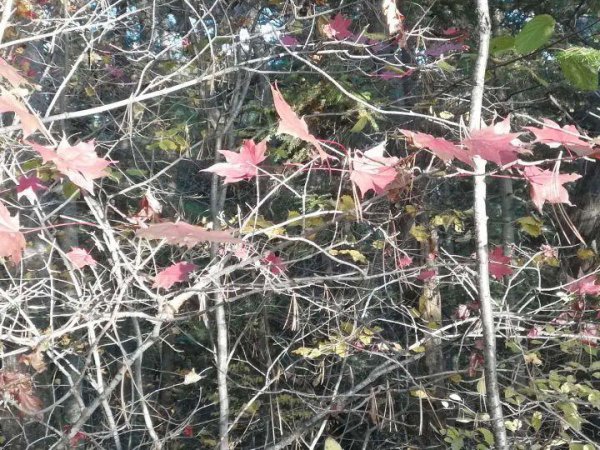 文言文中之的意思和用法