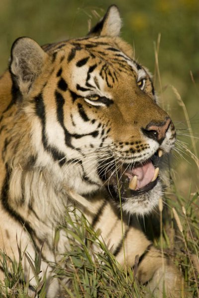 看着老实一肚子坏水的生肖