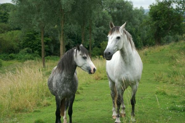看着老实一肚子坏水的生肖