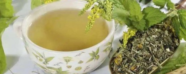 绞股蓝茶什么季节喝好