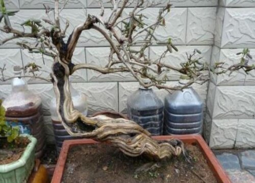 金银花怎么修根