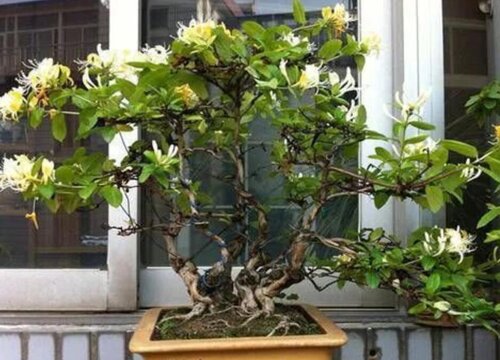 金银花怎么修根