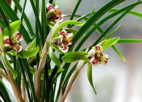 描写兰花高洁淡雅的诗句