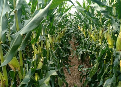 高产981玉米种子的介绍