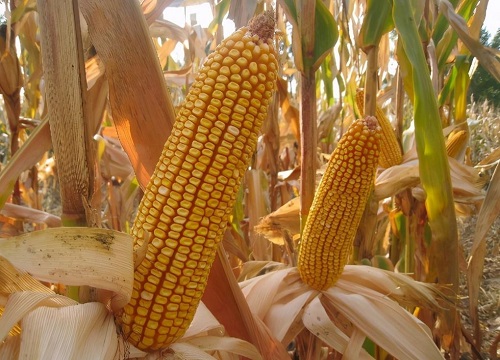 高产981玉米种子的介绍