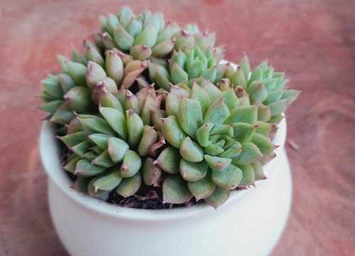 如何给花浇水才正确