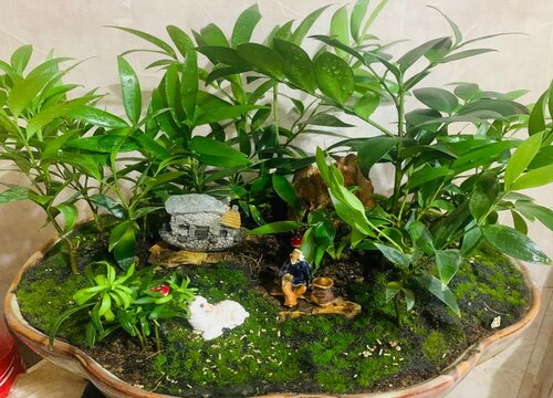 如何给花浇水才正确