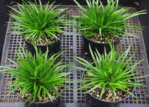 如何给花浇水才正确