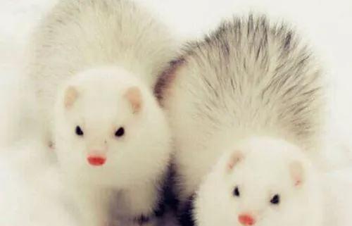 粘人又安静的小型宠物品种