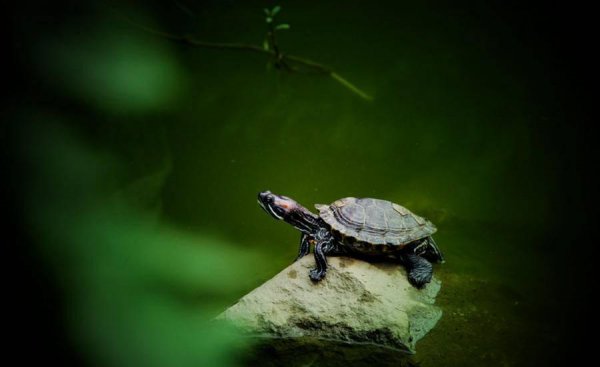 粘人又安静的小型宠物品种