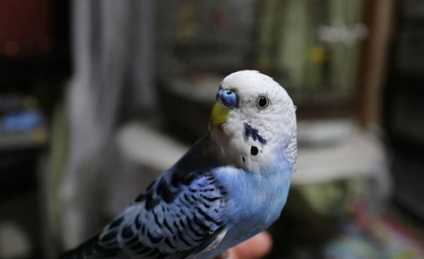 粘人又安静的小型宠物品种