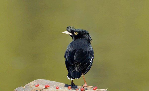 粘人又安静的小型宠物品种