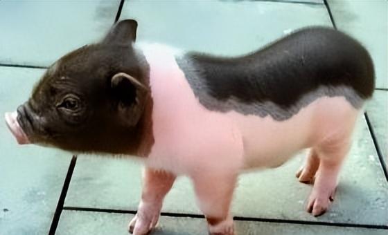 粘人又安静的小型宠物品种