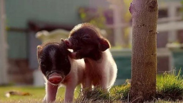 粘人又安静的小型宠物品种