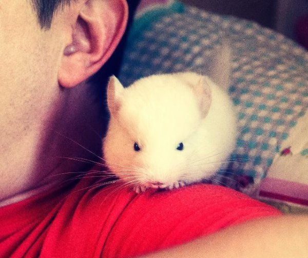 粘人又安静的小型宠物品种