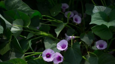 红薯开花是好兆头吗