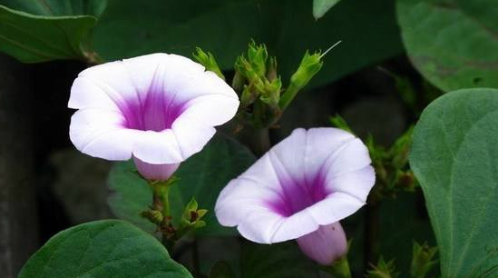 红薯开花是好兆头吗