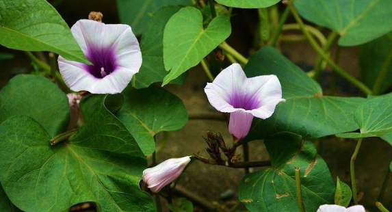 红薯开花是好兆头吗