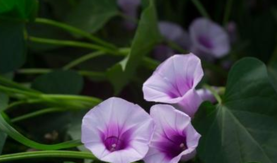 红薯开花是好兆头吗