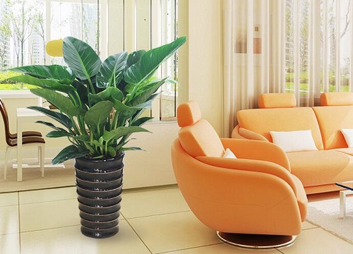 金钻冬天怎么养护