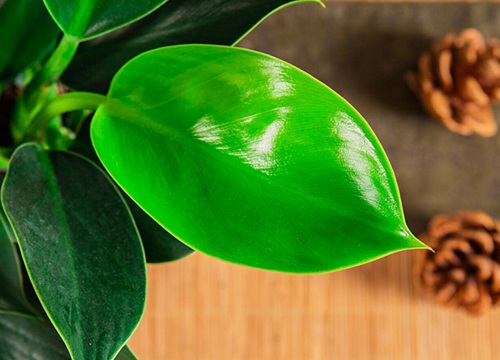 金钻冬天怎么养护