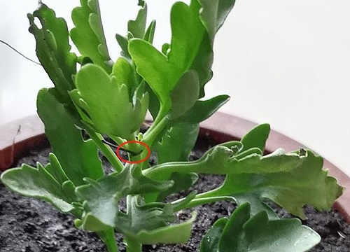 如何解决长寿花老桩开花少的问题