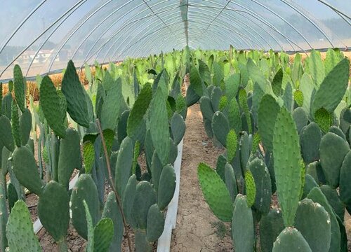 仙人掌的花语是什么意思