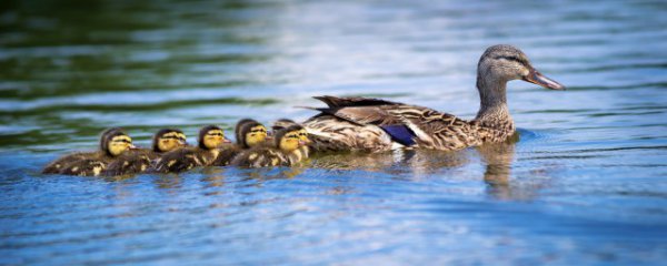 鸭子绒毛怎么处理干净