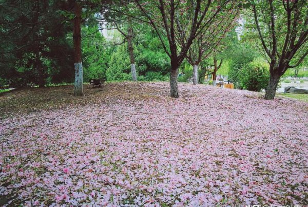 林花谢了春红太匆匆