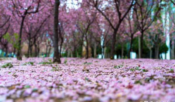 林花谢了春红太匆匆