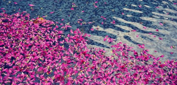 林花谢了春红太匆匆