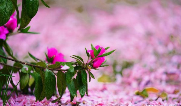 林花谢了春红太匆匆