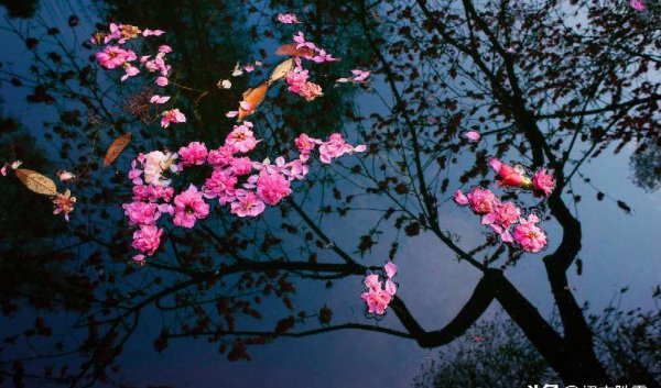 林花谢了春红太匆匆