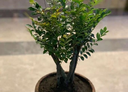 平安树可以浇啤酒水吗