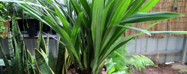 墨兰叶子干枯怎么回事