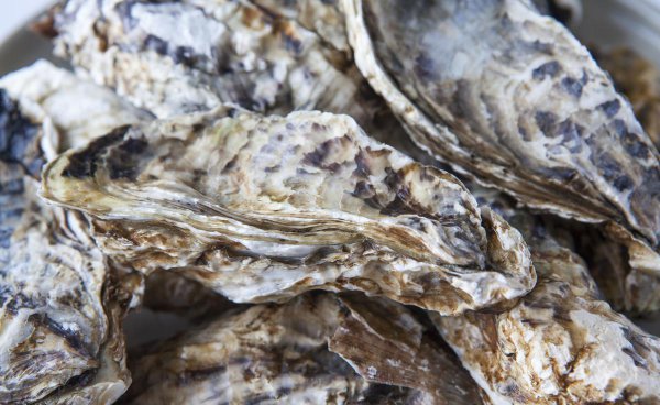 生蚝怎么挑选肥的