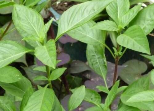 九层塔什么时候播种合适