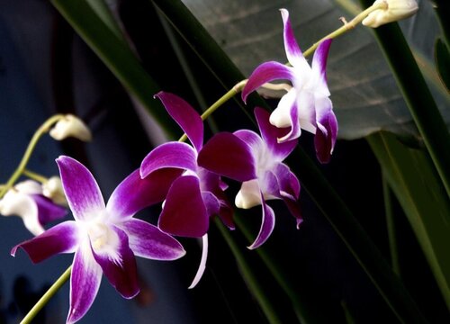 墨兰花期是什么时候