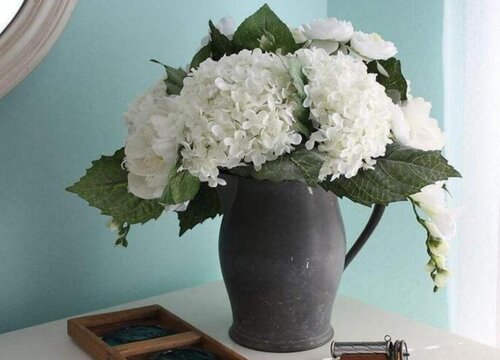 木绣球哪个品种好