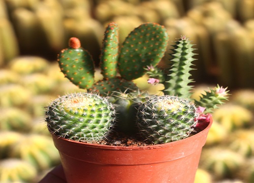 喜阳植物盆栽有哪些