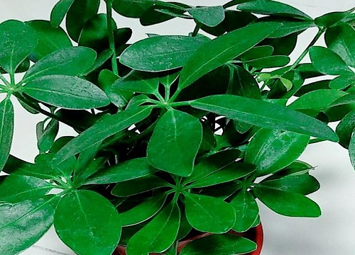 如何把鸭掌木的根系养发达