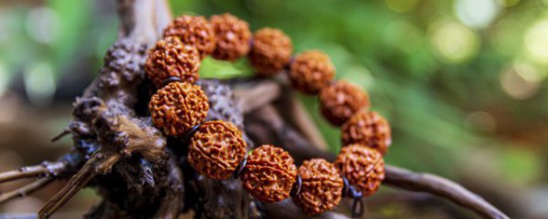 怎么鉴别菩提真假