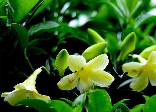 茉莉开花后需要注意哪些问题
