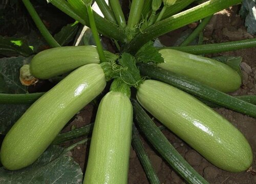 西胡芦什么时候播种合适